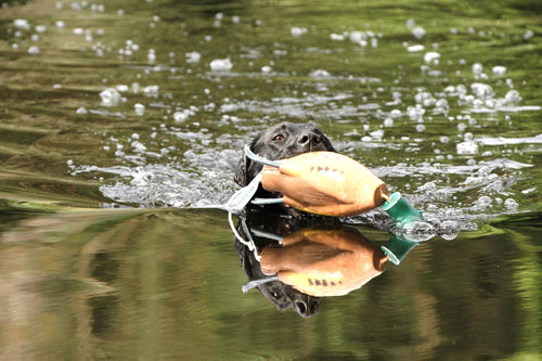 wasser.ente